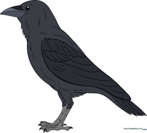 A finished, detailed drawing of a raven perched, ready for coloring.