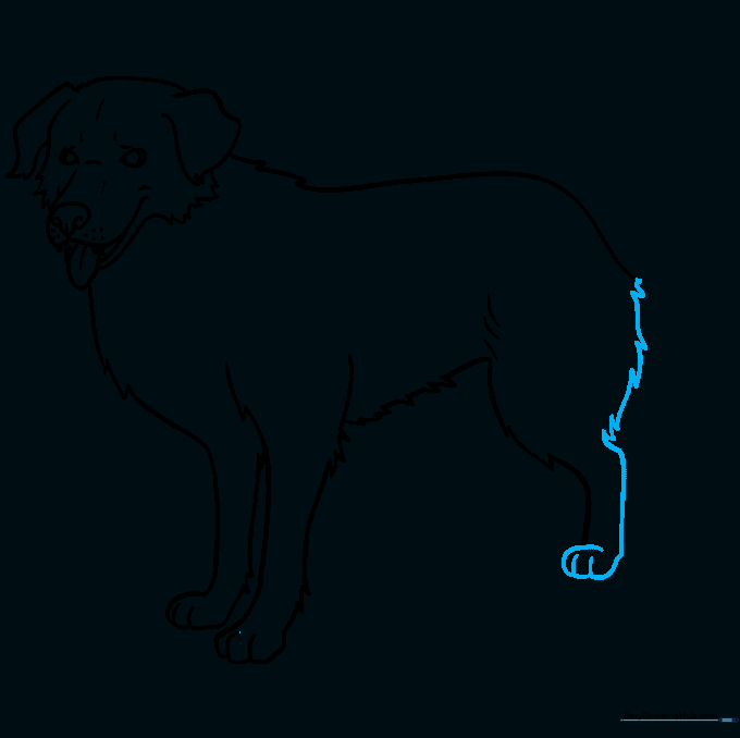 Detailing the rear leg and paw structure.