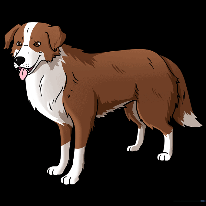 Final colored drawing of a realistic dog with a border collie coat pattern.
