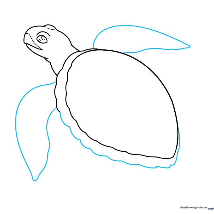 Sketching the long, paddle-like front flippers of the sea turtle.