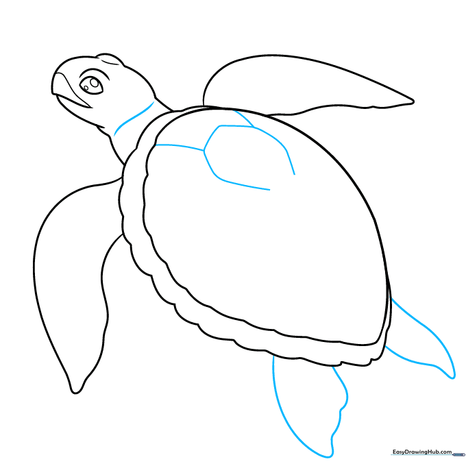 Adding rear flippers and beginning the geometric pattern on the turtle shell.
