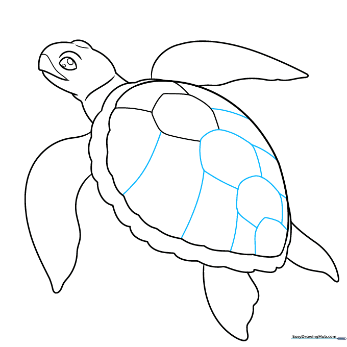 Adding the geometric scute pattern across the turtle's shell.