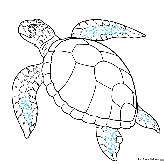 Finalizing the scale patterns across the entire sea turtle body.