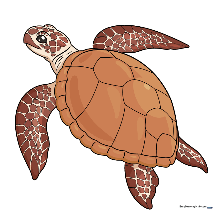 A fully colored, realistic sea turtle drawing with natural green and brown tones.