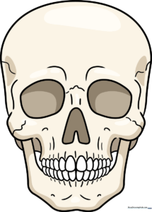 A detailed, realistic skull drawing, perfect for art students and Halloween projects.