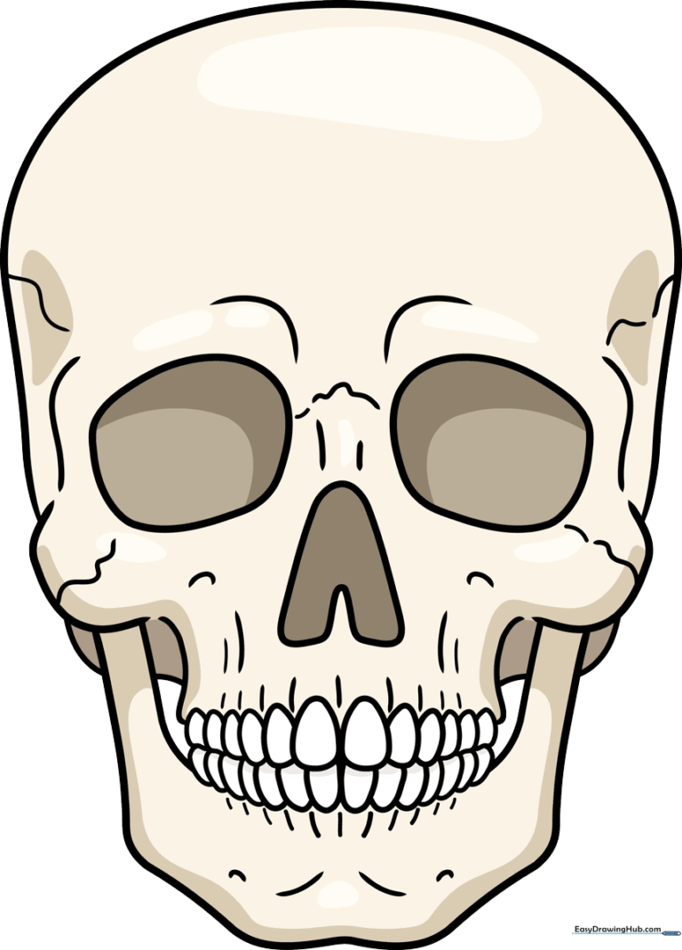 A detailed, realistic skull drawing, perfect for art students and Halloween projects.