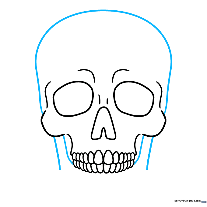 Drawing the large upper dome of the cranium.