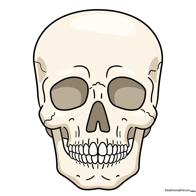Final colored illustration of a realistic skull with shaded eye sockets.