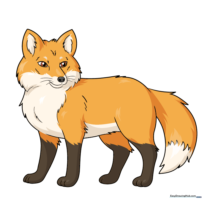 Fully colored red fox illustration with realistic orange, white, and brown fur.