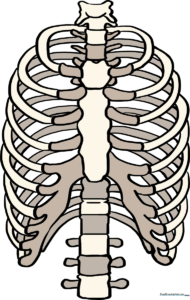 A complete, detailed illustration of a human rib cage for art students.