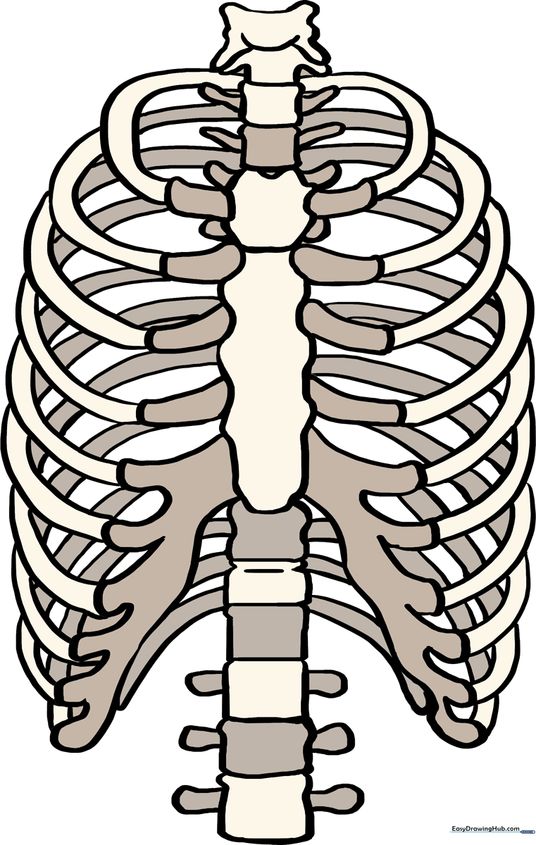 A complete, detailed illustration of a human rib cage for art students.