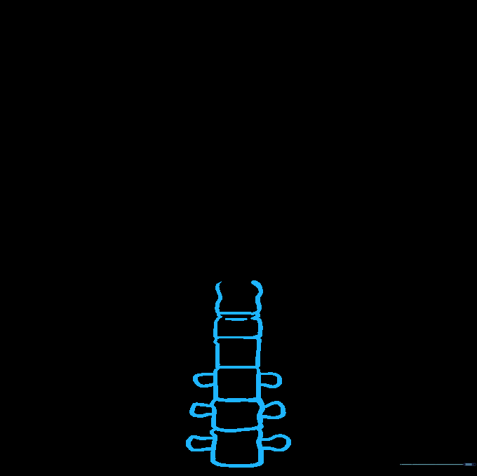 Drawing the lower vertebrae of the spine.