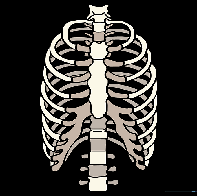 The completed rib cage drawing with shading and bone-colored highlights.