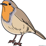 A vibrant, finished illustration of a robin perched on a branch.