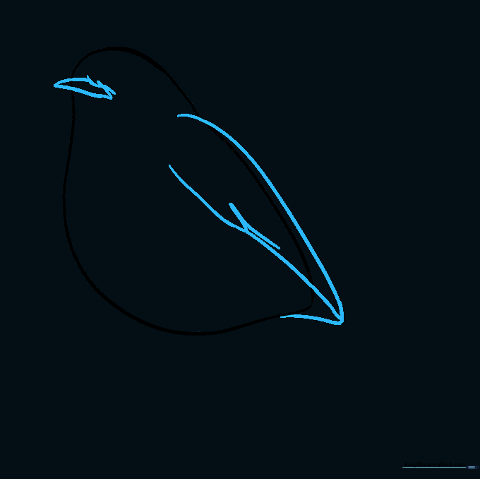 Drawing the robin's beak and wing outline with feather details.