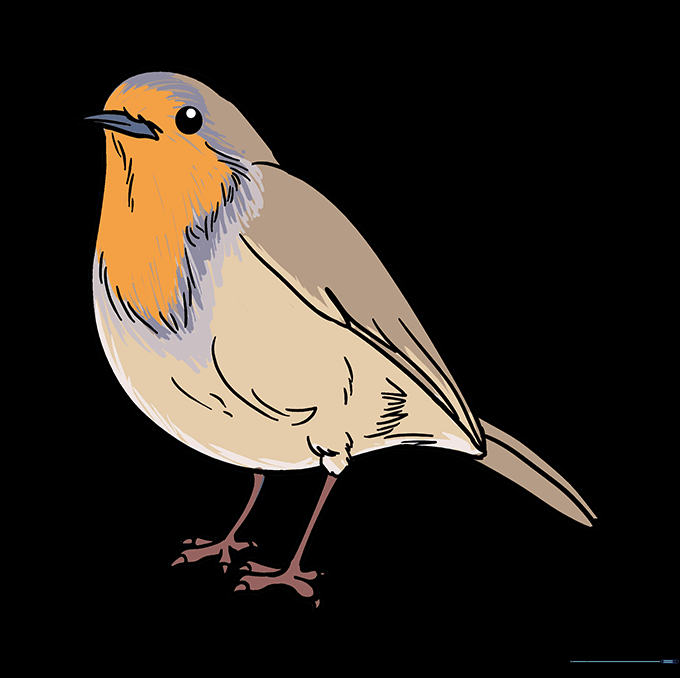 A fully colored robin drawing with red chest and brown wings.