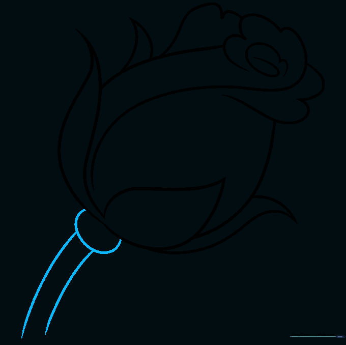 Drawing the receptacle and stem at the base of the rose bud.