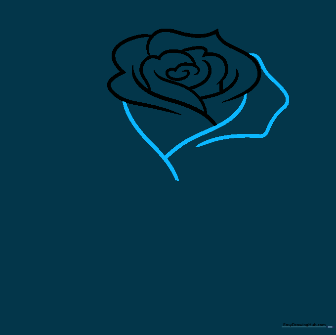 Pencil sketch showing the expansion of the rose bloom with wider curved lines.