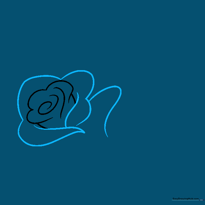 Drawing the outer petals of the rose using long, sweeping, overlapping curved lines.