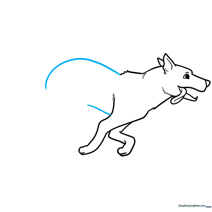 Outlining the dog's back and belly line.