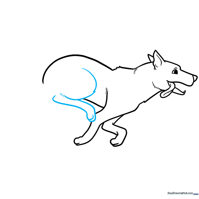 Drawing the powerful rear leg of the dog.