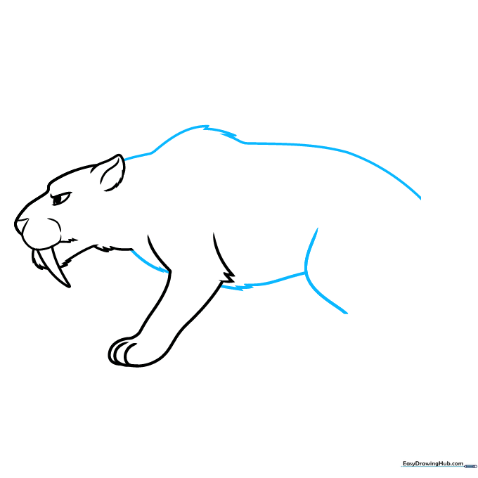 Drawing the back, belly, and rear leg of the saber-toothed tiger