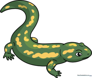 A vibrant, finished cartoon salamander illustration set against a clean background, showcasing the final result of the tutorial.