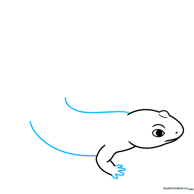 Outlining the salamander's torso with parallel lines and adding rounded toes to the front foot.