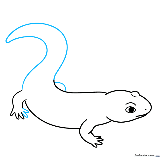 Drawing the long, tapering tail and the hip joint of the salamander.
