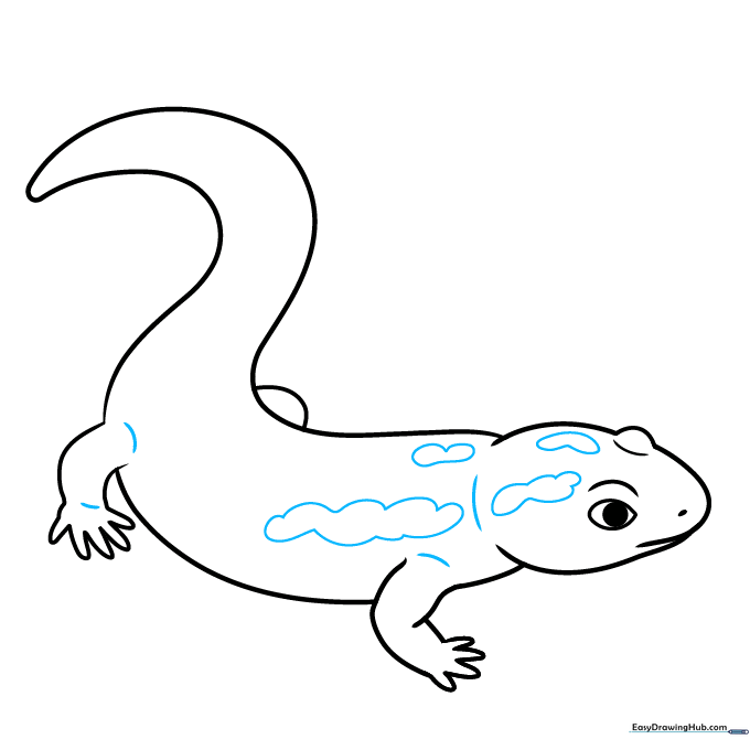 Adding anatomical contour lines and irregular, cloud-like spots to the salamander's back.