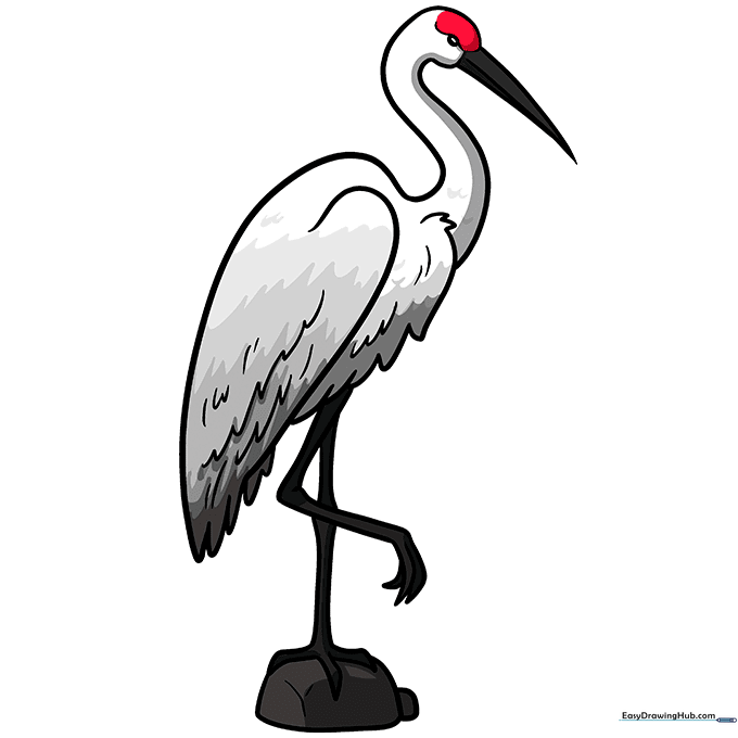 Finished, colored Sandhill Crane drawing with grey feathers and a distinct red crown.