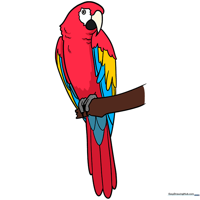 A fully colored, vibrant Scarlet Macaw with red, yellow, and blue feathers.