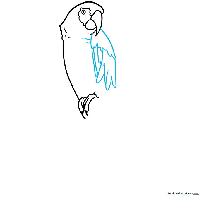 Sketching the macaw's wing with layered, overlapping feather lines.