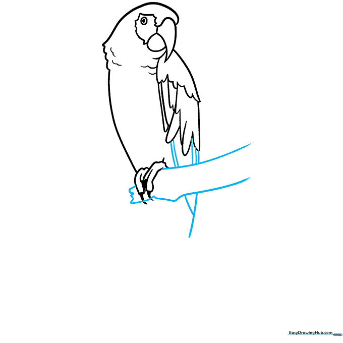 Drawing a branch under the macaw's feet and extending the tail feathers.