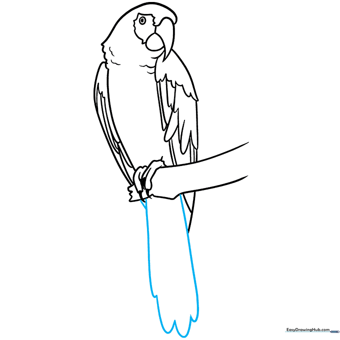 Sketching the long, elegant tail feathers with scalloped edges.