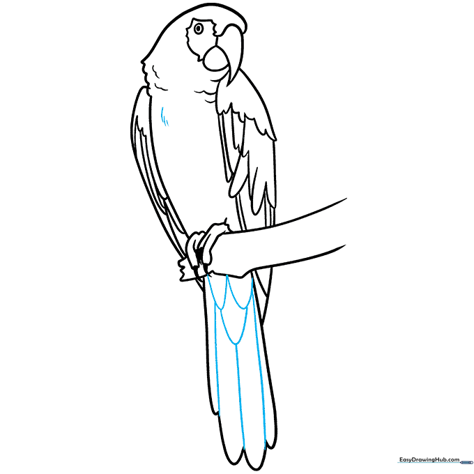 Finalizing the macaw drawing with chest texture and tail details.