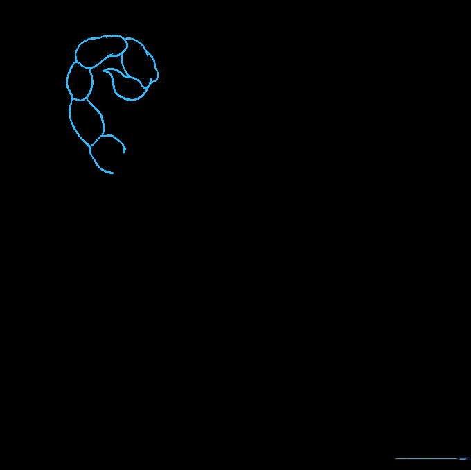 The scorpion's segmented tail curving upward with a sharp stinger at the tip.