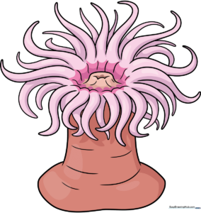 A colorful, finished sea anemone drawing, showcasing the final result of the tutorial.