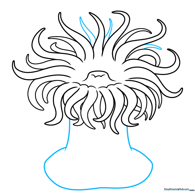 Drawing the main column and pedal disk base of the sea anemone.