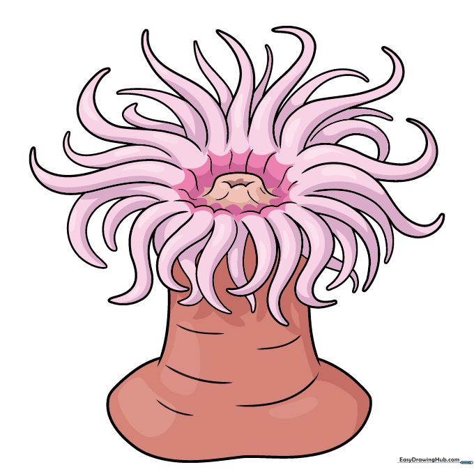 A fully colored, vibrant pink sea anemone drawing.