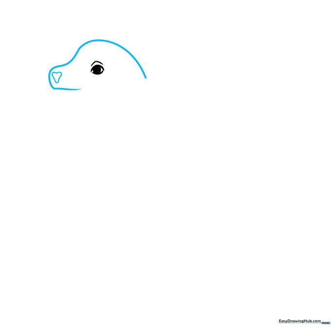 Drawing the curved profile of a sea lion head with a heart-shaped nose.