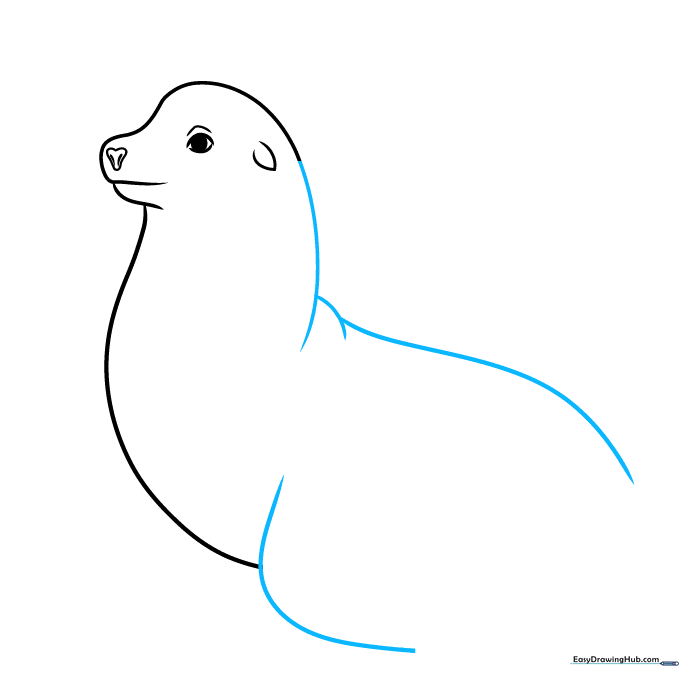 Sketching the sea lion's back and the start of a front flipper.