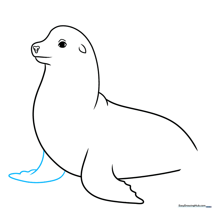 Drawing the second front flipper to add perspective to the sea lion.