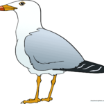 A friendly, finished seagull drawing standing on the beach, ready for coloring.