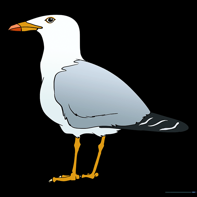 The final colored seagull drawing, showcasing classic grey and white plumage.