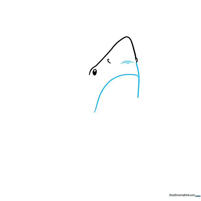 Close up of a shark drawing showing the snout curve and nostril detail lines.