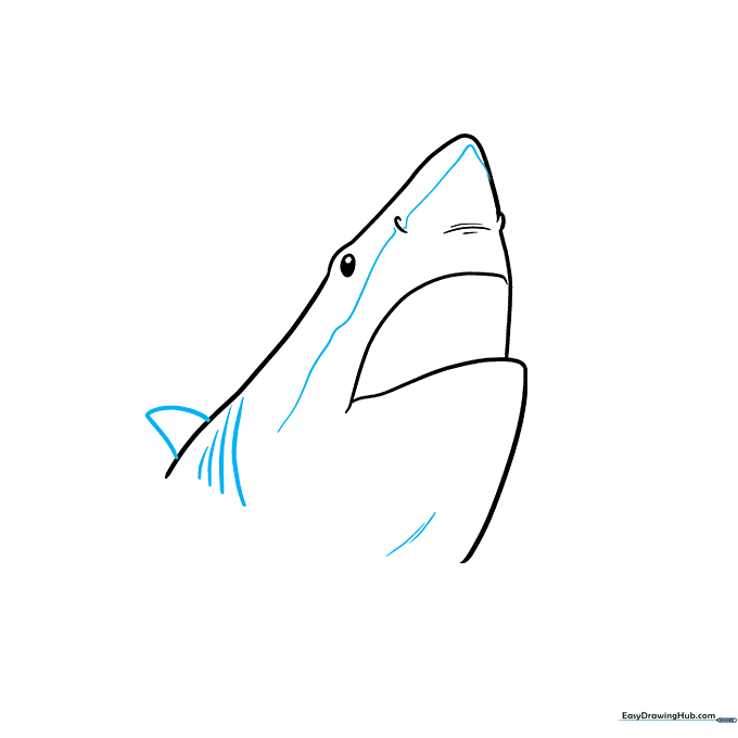 Adding texture lines and facial details to the shark head sketch.