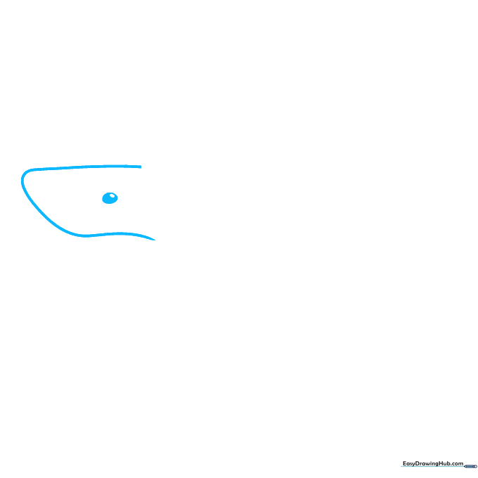 Pencil sketch showing the rounded rectangular snout and detailed eye of a cartoon shark.