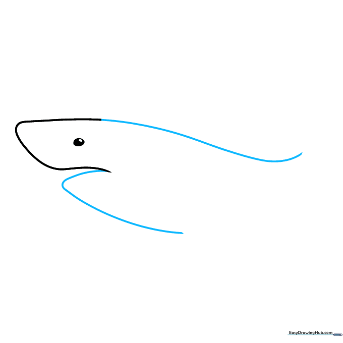 Outline sketch showing the shark's back and belly lines connecting to the snout.
