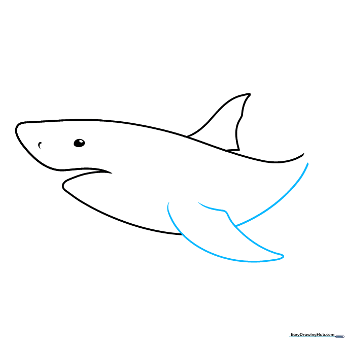 Adding the pectoral fin and the base of the tail to the shark drawing.